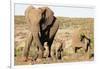 African elephant (Loxodonta Africana), Kruger National Park, South Africa, Africa-Christian Kober-Framed Photographic Print