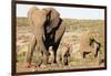 African elephant (Loxodonta Africana), Kruger National Park, South Africa, Africa-Christian Kober-Framed Photographic Print