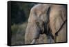 African Elephant (Loxodonta africana), Kruger National Park, South Africa-Godong-Framed Stretched Canvas