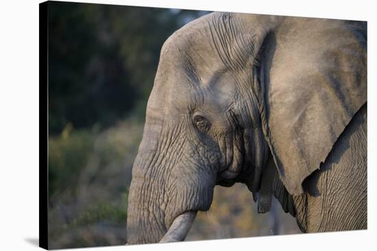 African Elephant (Loxodonta africana), Kruger National Park, South Africa-Godong-Stretched Canvas