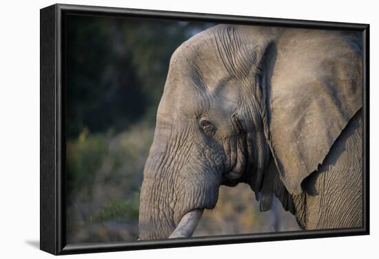 African Elephant (Loxodonta africana), Kruger National Park, South Africa-Godong-Framed Photographic Print