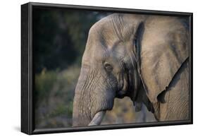 African Elephant (Loxodonta africana), Kruger National Park, South Africa-Godong-Framed Photographic Print