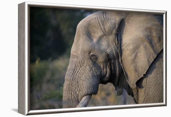 African Elephant (Loxodonta africana), Kruger National Park, South Africa-Godong-Framed Photographic Print