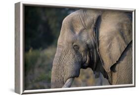 African Elephant (Loxodonta africana), Kruger National Park, South Africa-Godong-Framed Photographic Print