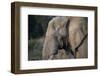 African Elephant (Loxodonta africana), Kruger National Park, South Africa-Godong-Framed Photographic Print