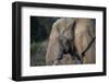 African Elephant (Loxodonta africana), Kruger National Park, South Africa-Godong-Framed Photographic Print