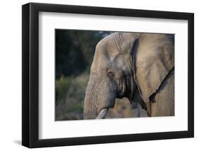 African Elephant (Loxodonta africana), Kruger National Park, South Africa-Godong-Framed Photographic Print