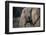 African Elephant (Loxodonta africana), Kruger National Park, South Africa-Godong-Framed Photographic Print