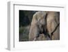 African Elephant (Loxodonta africana), Kruger National Park, South Africa-Godong-Framed Photographic Print