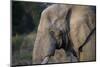 African Elephant (Loxodonta africana), Kruger National Park, South Africa-Godong-Mounted Photographic Print