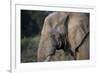 African Elephant (Loxodonta africana), Kruger National Park, South Africa-Godong-Framed Photographic Print