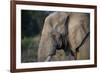 African Elephant (Loxodonta africana), Kruger National Park, South Africa-Godong-Framed Photographic Print