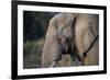 African Elephant (Loxodonta africana), Kruger National Park, South Africa-Godong-Framed Photographic Print