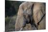 African Elephant (Loxodonta africana), Kruger National Park, South Africa-Godong-Mounted Photographic Print