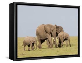 African Elephant (Loxodonta Africana), Masai Mara, Kenya, East Africa, Africa-Sergio Pitamitz-Framed Stretched Canvas