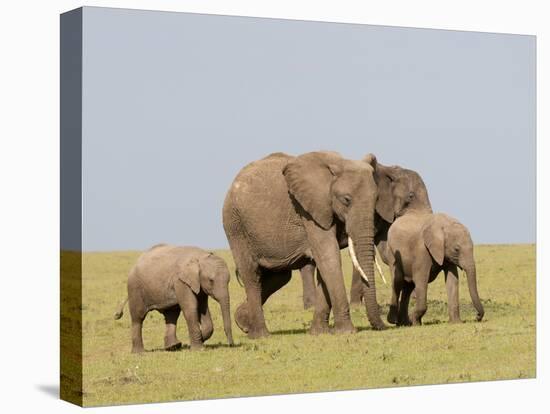 African Elephant (Loxodonta Africana), Masai Mara, Kenya, East Africa, Africa-Sergio Pitamitz-Stretched Canvas