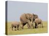 African Elephant (Loxodonta Africana), Masai Mara, Kenya, East Africa, Africa-Sergio Pitamitz-Stretched Canvas