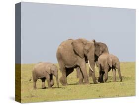 African Elephant (Loxodonta Africana), Masai Mara, Kenya, East Africa, Africa-Sergio Pitamitz-Stretched Canvas