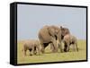 African Elephant (Loxodonta Africana), Masai Mara, Kenya, East Africa, Africa-Sergio Pitamitz-Framed Stretched Canvas