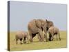 African Elephant (Loxodonta Africana), Masai Mara, Kenya, East Africa, Africa-Sergio Pitamitz-Stretched Canvas