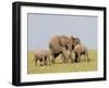 African Elephant (Loxodonta Africana), Masai Mara, Kenya, East Africa, Africa-Sergio Pitamitz-Framed Photographic Print