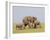 African Elephant (Loxodonta Africana), Masai Mara, Kenya, East Africa, Africa-Sergio Pitamitz-Framed Photographic Print