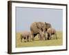 African Elephant (Loxodonta Africana), Masai Mara, Kenya, East Africa, Africa-Sergio Pitamitz-Framed Photographic Print