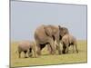 African Elephant (Loxodonta Africana), Masai Mara, Kenya, East Africa, Africa-Sergio Pitamitz-Mounted Photographic Print