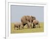 African Elephant (Loxodonta Africana), Masai Mara, Kenya, East Africa, Africa-Sergio Pitamitz-Framed Photographic Print