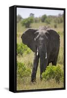 African Elephant (Loxodonta Africana), Masai Mara National Reserve, Kenya, East Africa, Africa-Angelo Cavalli-Framed Stretched Canvas