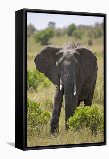 African Elephant (Loxodonta Africana), Masai Mara National Reserve, Kenya, East Africa, Africa-Angelo Cavalli-Framed Stretched Canvas