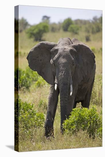 African Elephant (Loxodonta Africana), Masai Mara National Reserve, Kenya, East Africa, Africa-Angelo Cavalli-Stretched Canvas