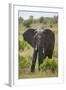 African Elephant (Loxodonta Africana), Masai Mara National Reserve, Kenya, East Africa, Africa-Angelo Cavalli-Framed Photographic Print
