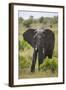 African Elephant (Loxodonta Africana), Masai Mara National Reserve, Kenya, East Africa, Africa-Angelo Cavalli-Framed Photographic Print