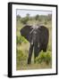 African Elephant (Loxodonta Africana), Masai Mara National Reserve, Kenya, East Africa, Africa-Angelo Cavalli-Framed Photographic Print