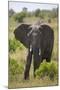 African Elephant (Loxodonta Africana), Masai Mara National Reserve, Kenya, East Africa, Africa-Angelo Cavalli-Mounted Photographic Print