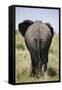 African Elephant (Loxodonta Africana), Masai Mara National Reserve, Kenya, East Africa, Africa-Angelo Cavalli-Framed Stretched Canvas