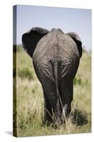 African Elephant (Loxodonta Africana), Masai Mara National Reserve, Kenya, East Africa, Africa-Angelo Cavalli-Stretched Canvas