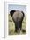 African Elephant (Loxodonta Africana), Masai Mara National Reserve, Kenya, East Africa, Africa-Angelo Cavalli-Framed Photographic Print