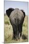African Elephant (Loxodonta Africana), Masai Mara National Reserve, Kenya, East Africa, Africa-Angelo Cavalli-Mounted Photographic Print