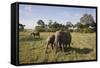 African Elephant (Loxodonta Africana), Masai Mara National Reserve, Kenya, East Africa, Africa-Angelo Cavalli-Framed Stretched Canvas