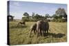 African Elephant (Loxodonta Africana), Masai Mara National Reserve, Kenya, East Africa, Africa-Angelo Cavalli-Stretched Canvas