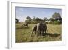 African Elephant (Loxodonta Africana), Masai Mara National Reserve, Kenya, East Africa, Africa-Angelo Cavalli-Framed Photographic Print