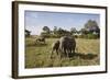 African Elephant (Loxodonta Africana), Masai Mara National Reserve, Kenya, East Africa, Africa-Angelo Cavalli-Framed Photographic Print