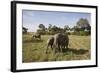 African Elephant (Loxodonta Africana), Masai Mara National Reserve, Kenya, East Africa, Africa-Angelo Cavalli-Framed Photographic Print