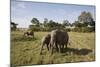 African Elephant (Loxodonta Africana), Masai Mara National Reserve, Kenya, East Africa, Africa-Angelo Cavalli-Mounted Photographic Print