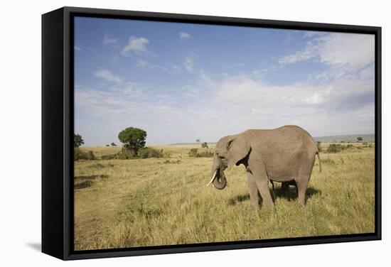 African Elephant (Loxodonta Africana), Masai Mara National Reserve, Kenya, East Africa, Africa-Angelo Cavalli-Framed Stretched Canvas