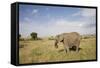 African Elephant (Loxodonta Africana), Masai Mara National Reserve, Kenya, East Africa, Africa-Angelo Cavalli-Framed Stretched Canvas