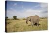 African Elephant (Loxodonta Africana), Masai Mara National Reserve, Kenya, East Africa, Africa-Angelo Cavalli-Stretched Canvas