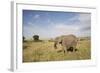 African Elephant (Loxodonta Africana), Masai Mara National Reserve, Kenya, East Africa, Africa-Angelo Cavalli-Framed Photographic Print